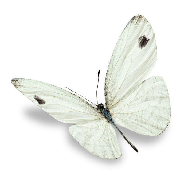 pieris