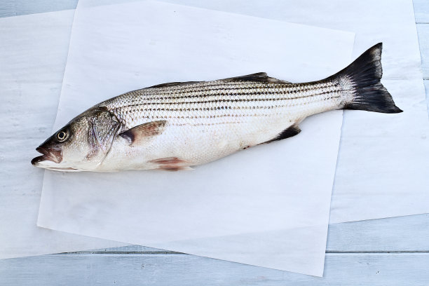 rockfish