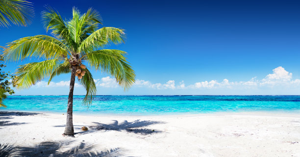 coconut