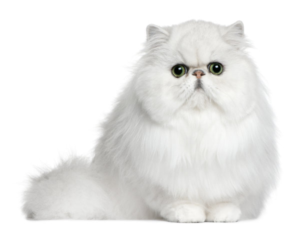 波斯猫