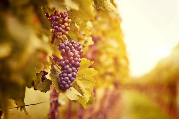 vineyard