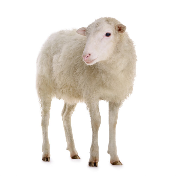 sheep