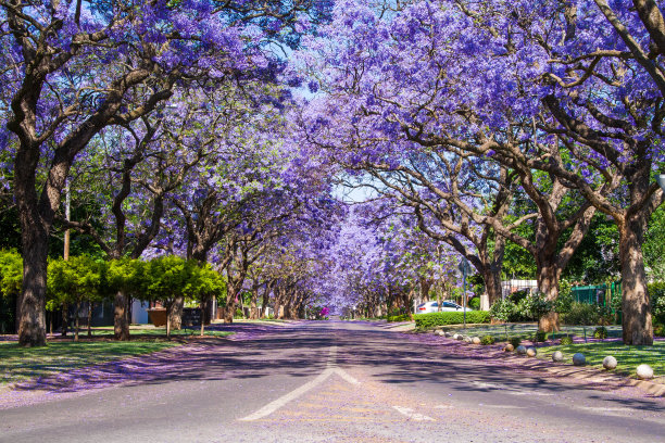 jacaranda
