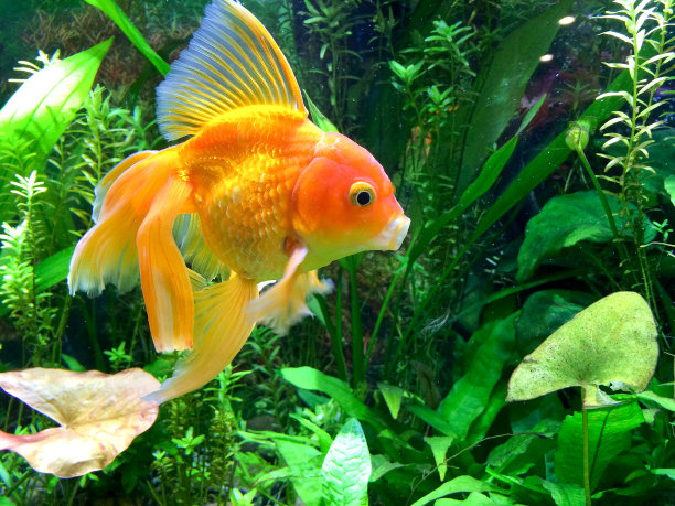 carassius