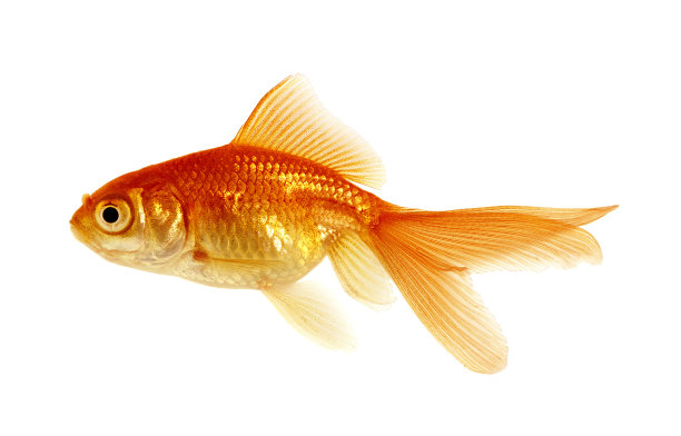 carassius
