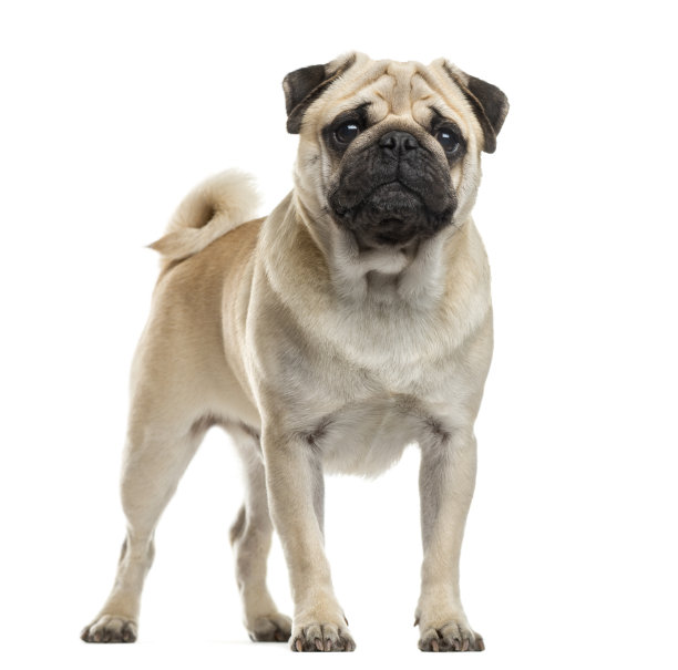 pug