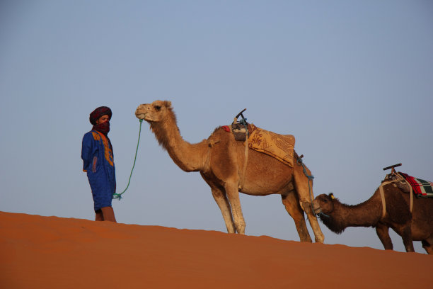 骆驼商旅