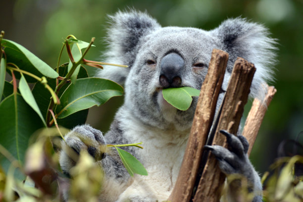 australian