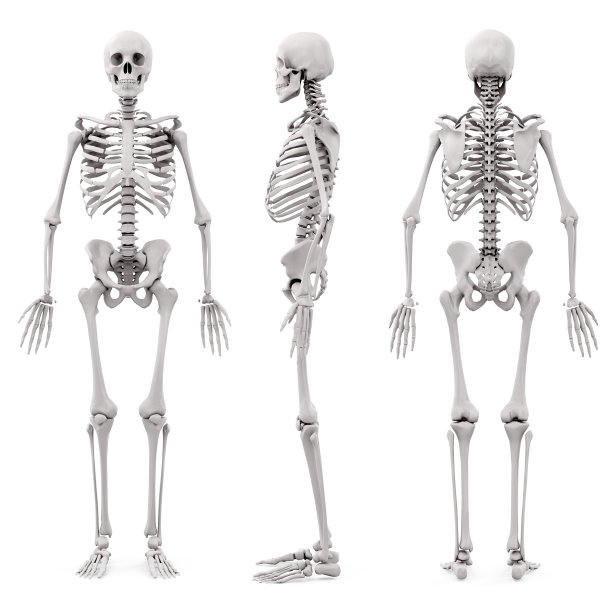 bone