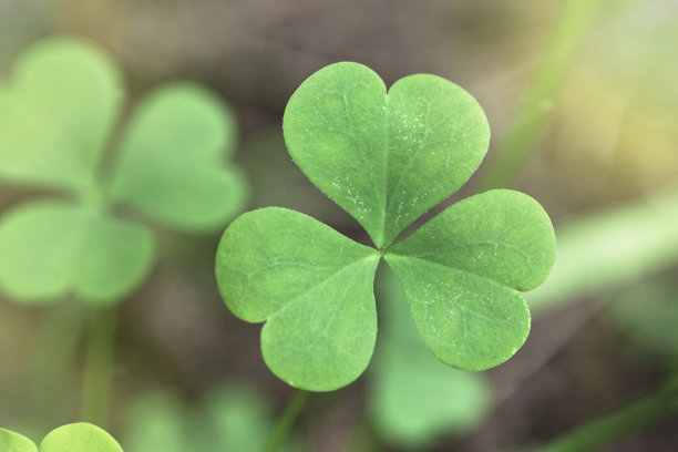 clover