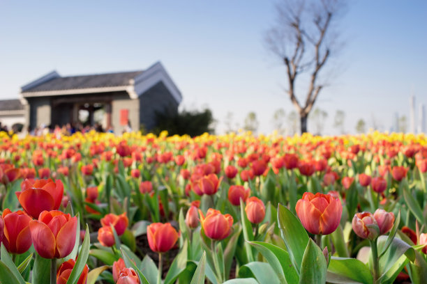 郁金香花圃