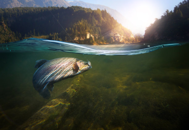 fish