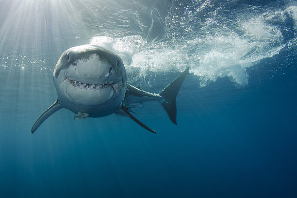 shark