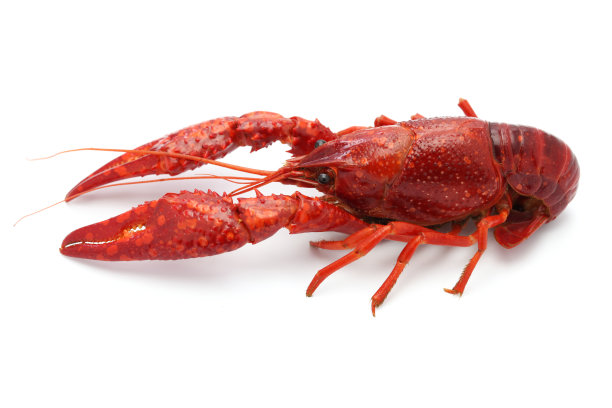 crayfish