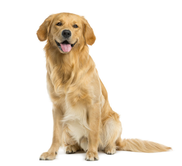 doggy
