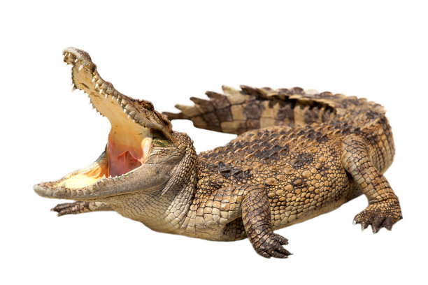 reptilia