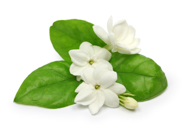 jasmine