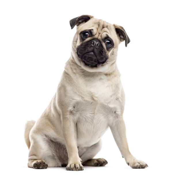 pug