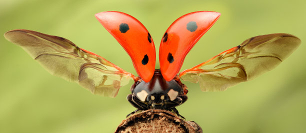 entomology