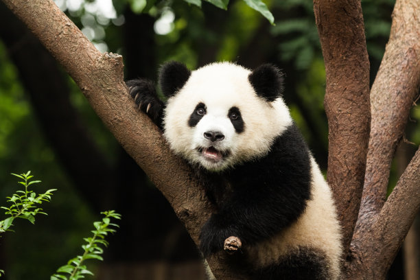 panda