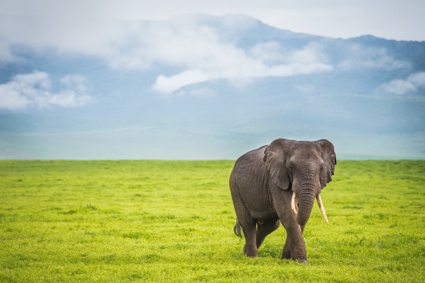 elephant
