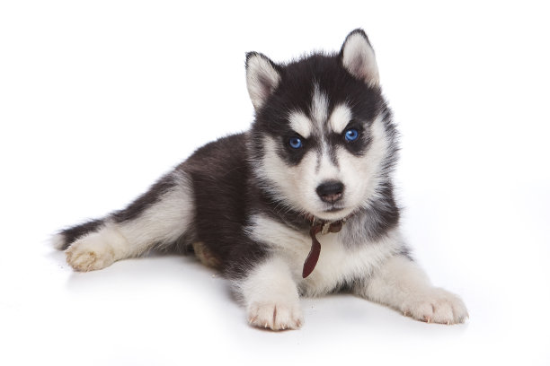 puppy