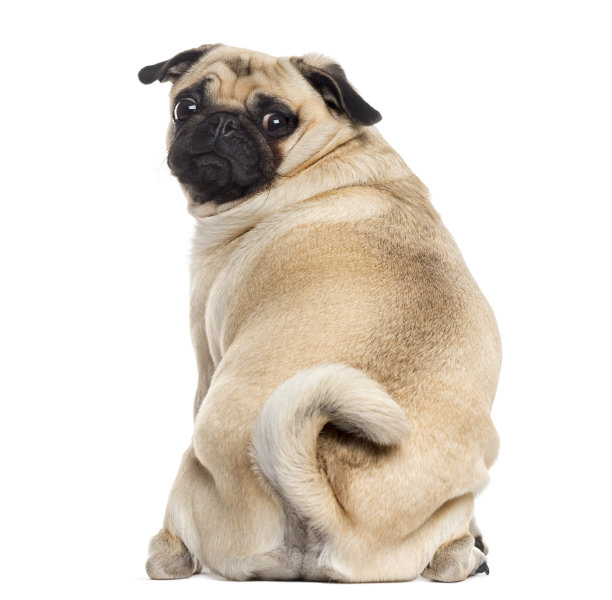 pug