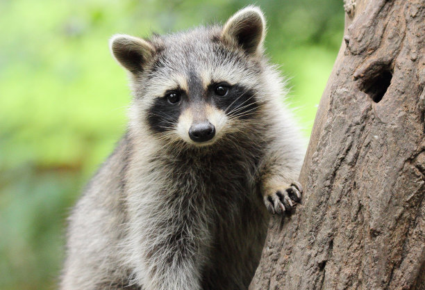 wildlife
