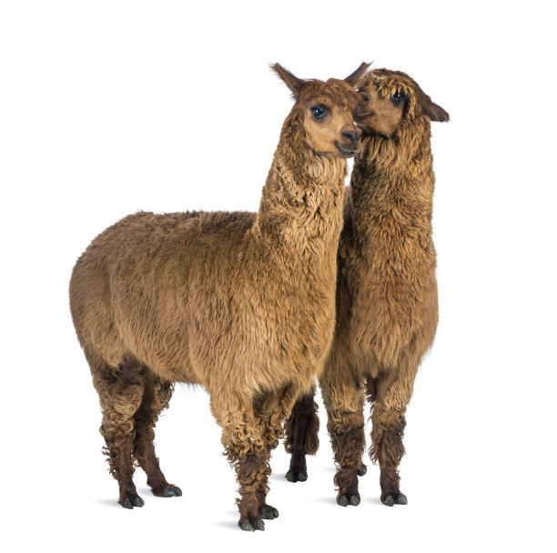 alpaca