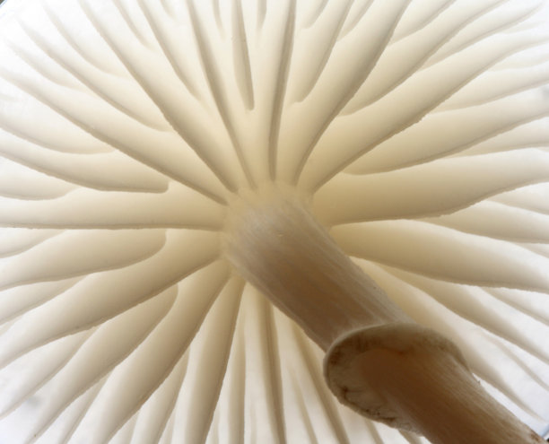 mushroom