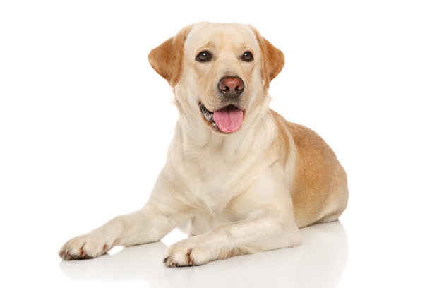 labrador