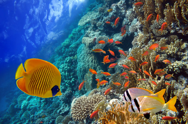 珊瑚,热带鱼
