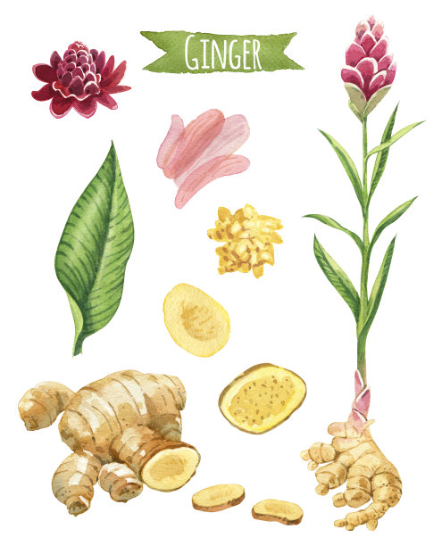ginger