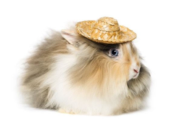 兔兔帽