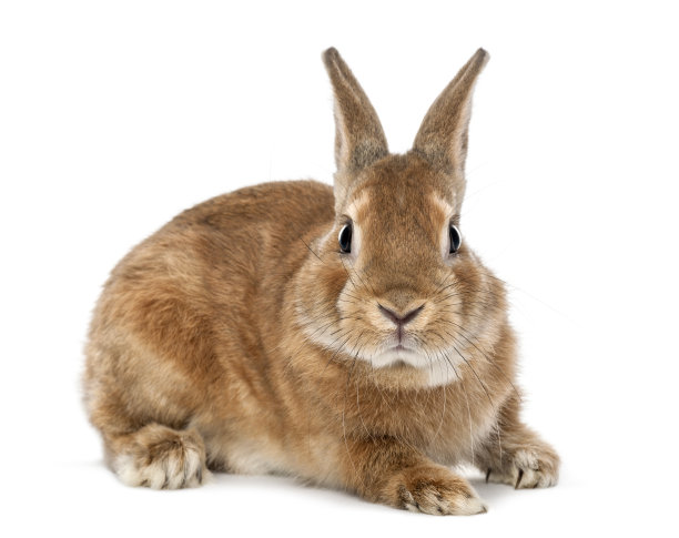 rabbit