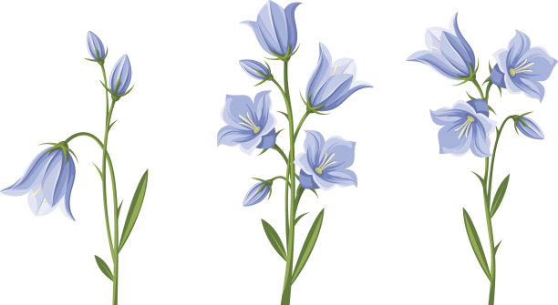 hyacinthoides