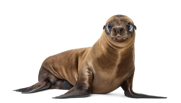 seal