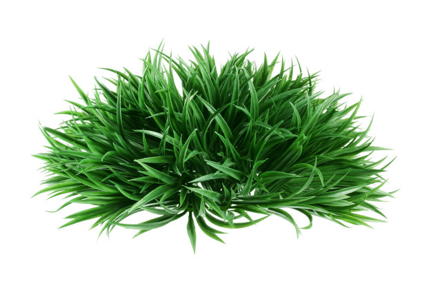 shrub