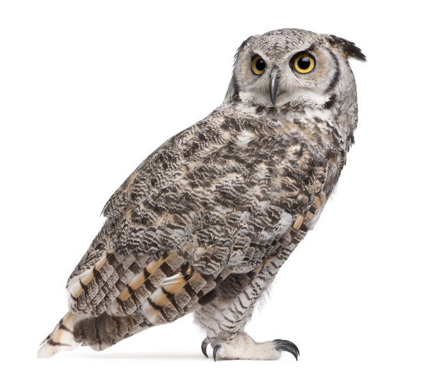 strix