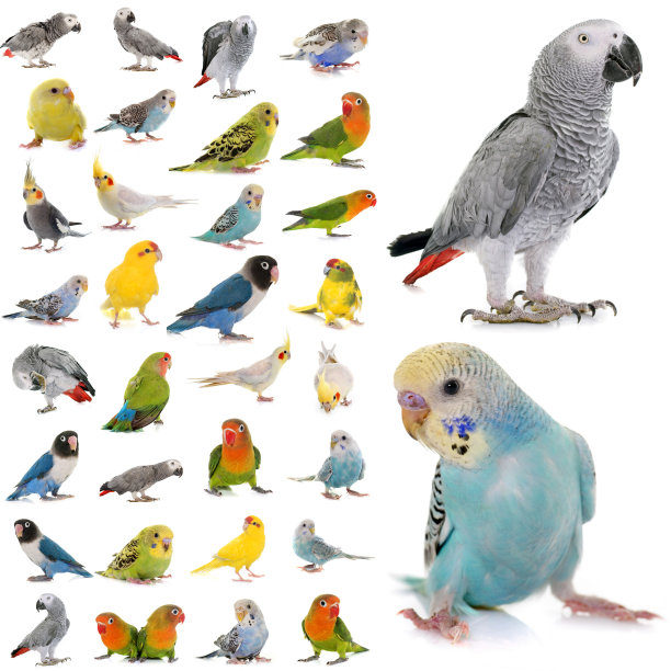 parrots