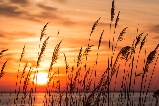 reed