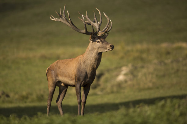 reindeer