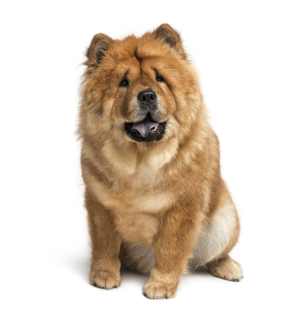 chow