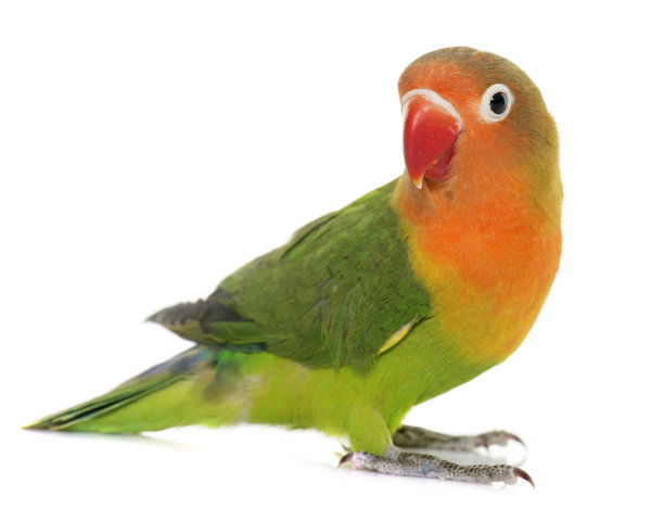 ara