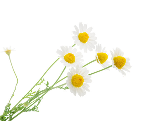 camomiles