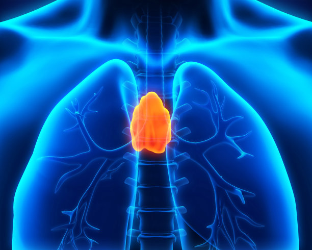 thymus