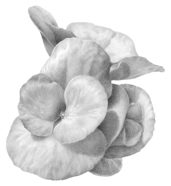 begonia
