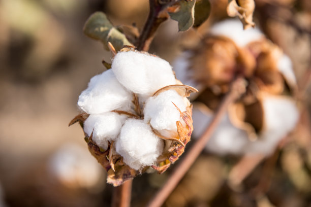 cotton