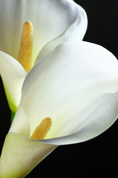 zantedeschia