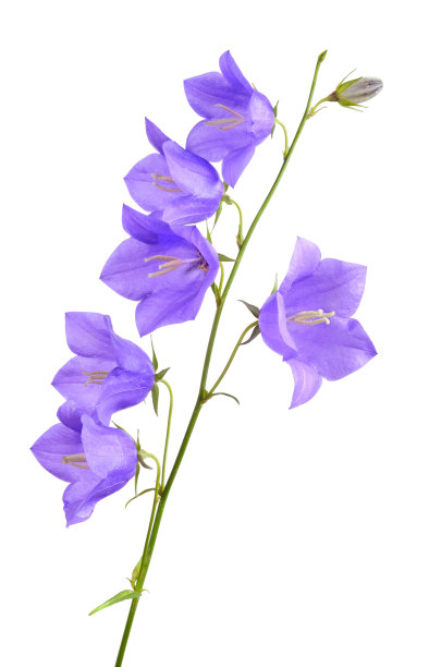 hyacinthoides